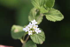 Lantana indica var. albiflora